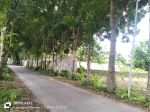 thumbnail-djual-tanah-pekarangan-kosong-di-timur-kantor-kecamatan-mlati-sleman-2