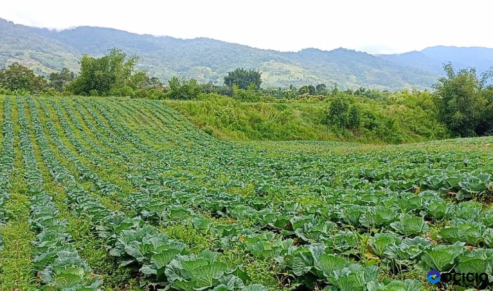 Jual Tanah 1.5 Hektar di Barus Jahe Berastagi - Cocok untuk Villa & Resort Mewah