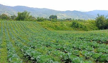 Jual Tanah 1.5 Hektar di Barus Jahe Berastagi - Cocok untuk Villa & Resort Mewah