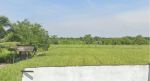 thumbnail-jual-tanah-kavling-pertanian-shm-batang-kuis-dekat-bandara-kualanamu-5