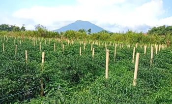 JUAL TANAH SHM DI DOLAT RAYAT BERASTAGI O8IZ643O4I89