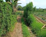 thumbnail-jual-tanah-shm-di-dolat-rayat-berastagi-o8iz643o4i89-2