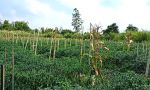 thumbnail-jual-tanah-shm-di-dolat-rayat-berastagi-o8iz643o4i89-3