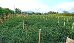 thumbnail-jual-tanah-shm-di-dolat-rayat-berastagi-o8iz643o4i89-1