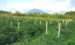 thumbnail-jual-tanah-shm-di-dolat-rayat-berastagi-o8iz643o4i89-0