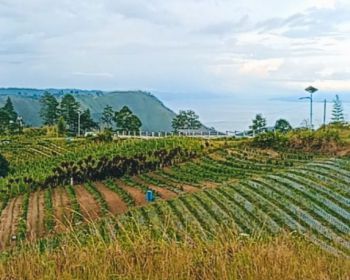DIJUAL TANAH VIEW DANAU TOBA DEKAT SIMALEM RESORT O8I3II6II4I