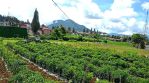 thumbnail-jual-tanah-premium-di-berastagi-peceren-10080m2-shm-view-terbaik-2