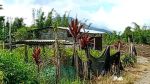 thumbnail-jual-tanah-di-dolat-rayat-berastagi-2520m2-shm-area-pemukiman-3