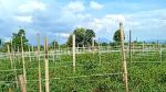 thumbnail-jual-tanah-di-dolat-rayat-berastagi-2520m2-shm-area-pemukiman-1