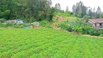thumbnail-jual-tanah-premium-di-berastagi-peceren-7220m2-shm-view-terbaik-2