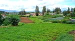 thumbnail-jual-tanah-premium-di-berastagi-peceren-7220m2-shm-view-terbaik-0